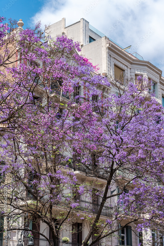 Purple Flower Trees In Barcelona City In Spain