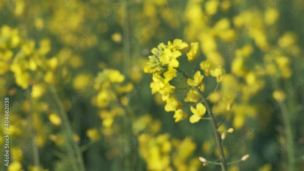 Yellow canola swaying in the wind. Springtime. Close-up shot of colza swaying in the gusting wind. Spring. Yellow canola swaying in the wind. Springtime. Close-up shot of colza swaying in the gusting wind. Spring.
