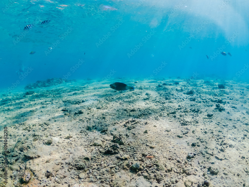 Underwater view with tropical fishes on sandy bottom of Red Sea Underwater view with tropical fishes on sandy bottom of Red Sea