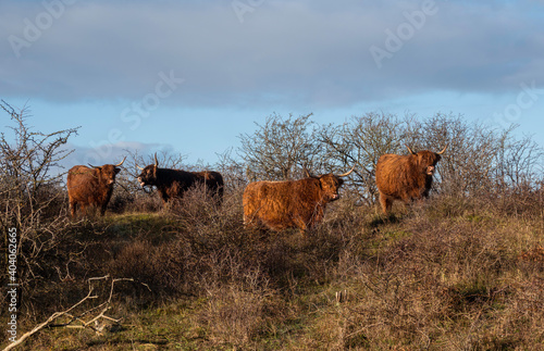 Highland cattle in the dunes in holland photo