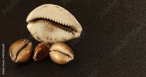 image of seashells on a black background