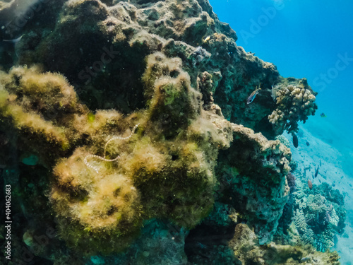 Fototapeta Naklejka Na Ścianę i Meble -  A pipefish (Syngnathus variegatus) in coral reef in the Red Sea