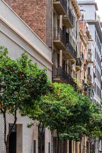 Fototapeta Naklejka Na Ścianę i Meble -  Orange Trees In Barcelona City, Spain
