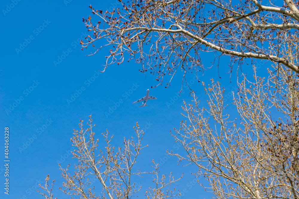 A plane among poplar branches with red catkins against a blue sky