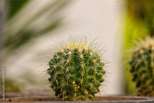 close up of cattus in potted