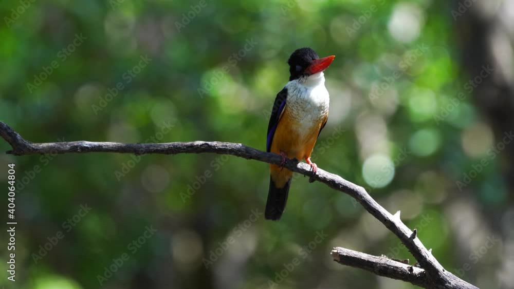 Blackcap ped kingfisher on tree green bokeh background. Blackcap ped kingfisher on tree green bokeh background.