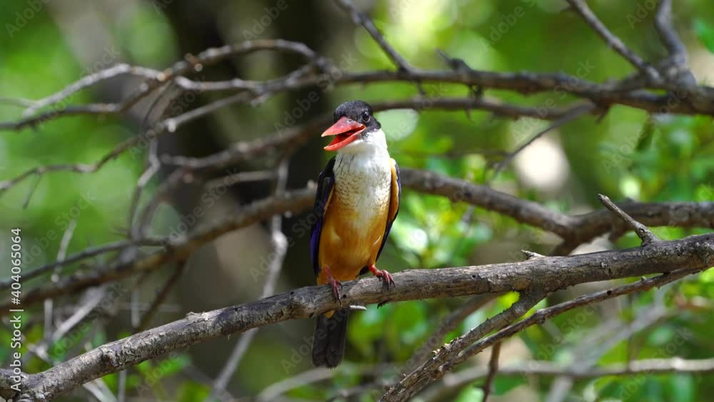 Black-capped Kingfisher on tree green bokeh background. Black-capped Kingfisher on tree green bokeh background.