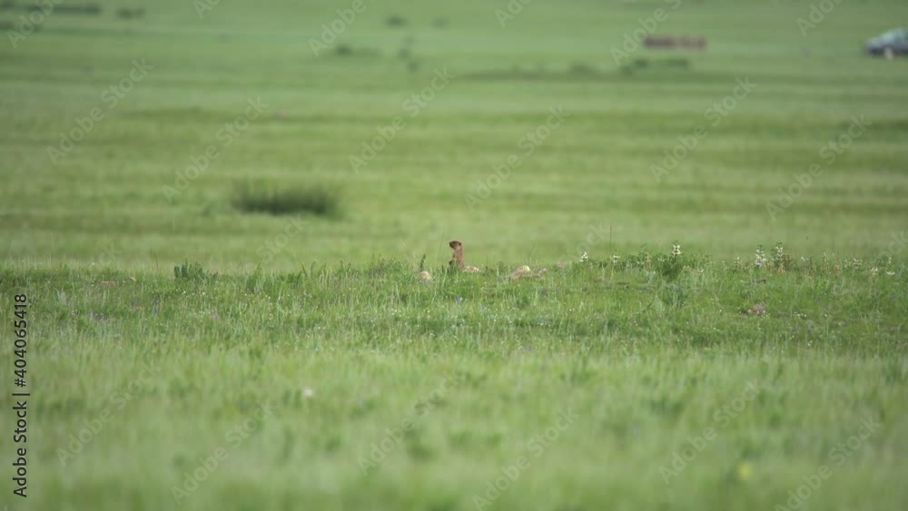 Real marmot in a meadow covered with green fresh grass.Sciuridae rodent genus marmota chipmunk prairie dog tailed tail groundhog suslik cynomys souslik dogs marmots antelope squirrels Real marmot in a meadow covered with green fresh grass.Sciuridae rodent genus marmota chipmunk prairie dog tailed tail groundhog suslik cynomys souslik dogs marmots antelope squirrels