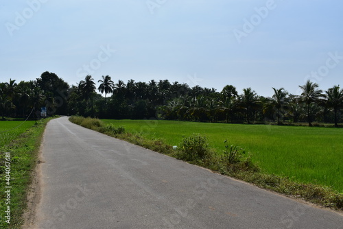India, Green village, road in paddy, beautiful village road with green atmosphere  