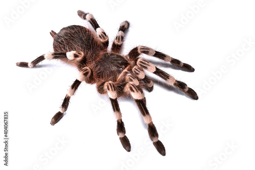 Closeup picture of the Brazilian whiteknee tarantula (Acanthoscurria geniculata; Theraphosidae; Araneae), a common pet spider photographed on white background.