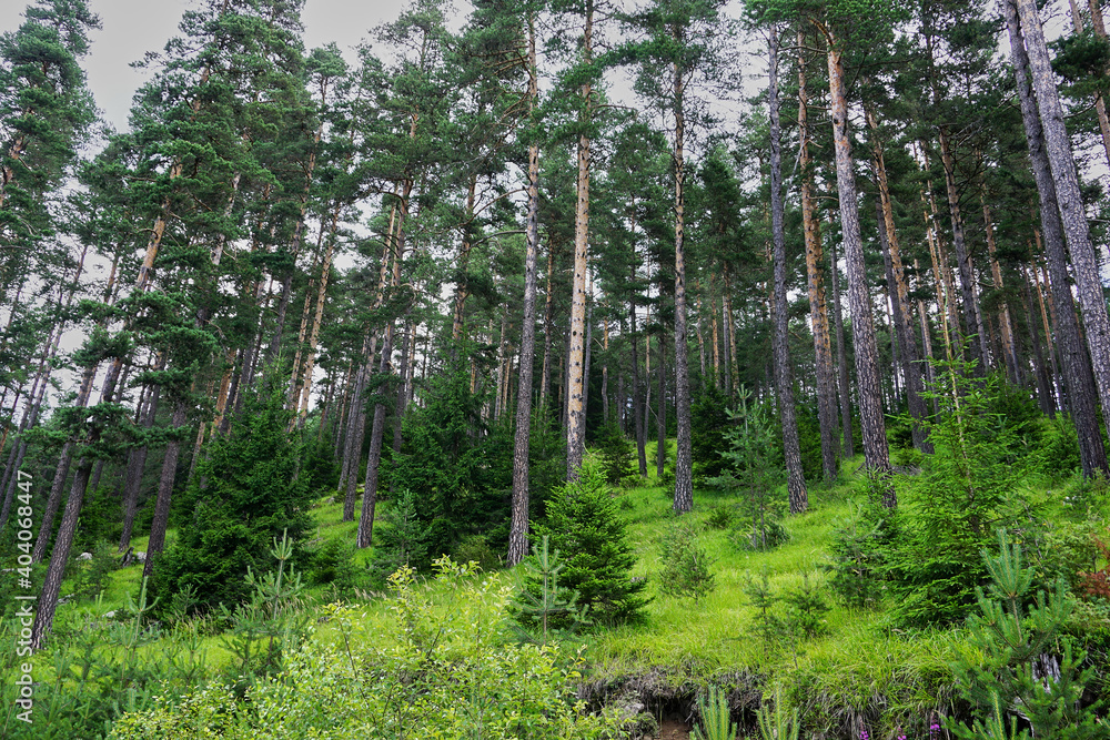 Deep in the green forest Deep in the green forest