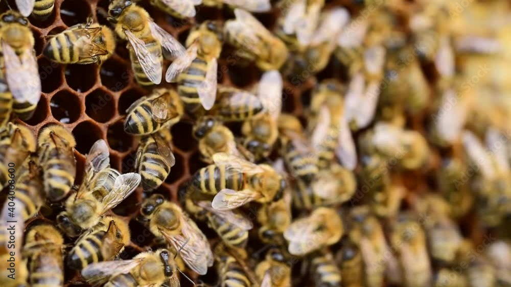 Bee with pollen on the legs dancing on the honeycomb Bee with pollen on the legs dancing on the honeycomb
