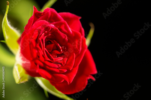 Tea rose, macrophotography. Natural flower on a black background. Decorative rose with water drops. Valentine's Day greeting card.