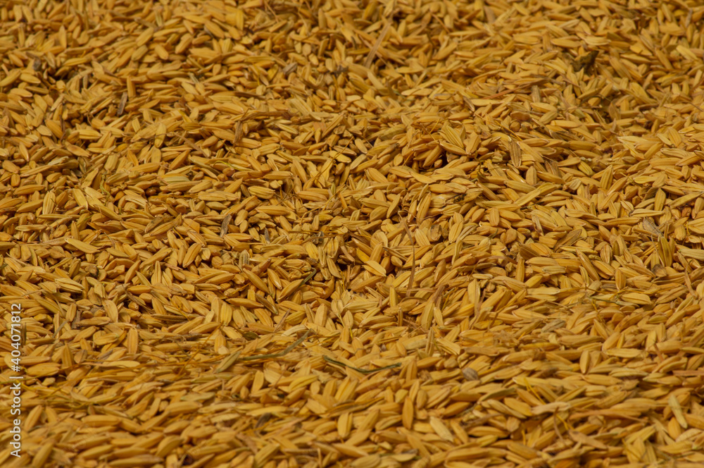 Natural color of unhulled rice after harvesting in shallow focus. Natural color of unhulled rice after harvesting in shallow focus.