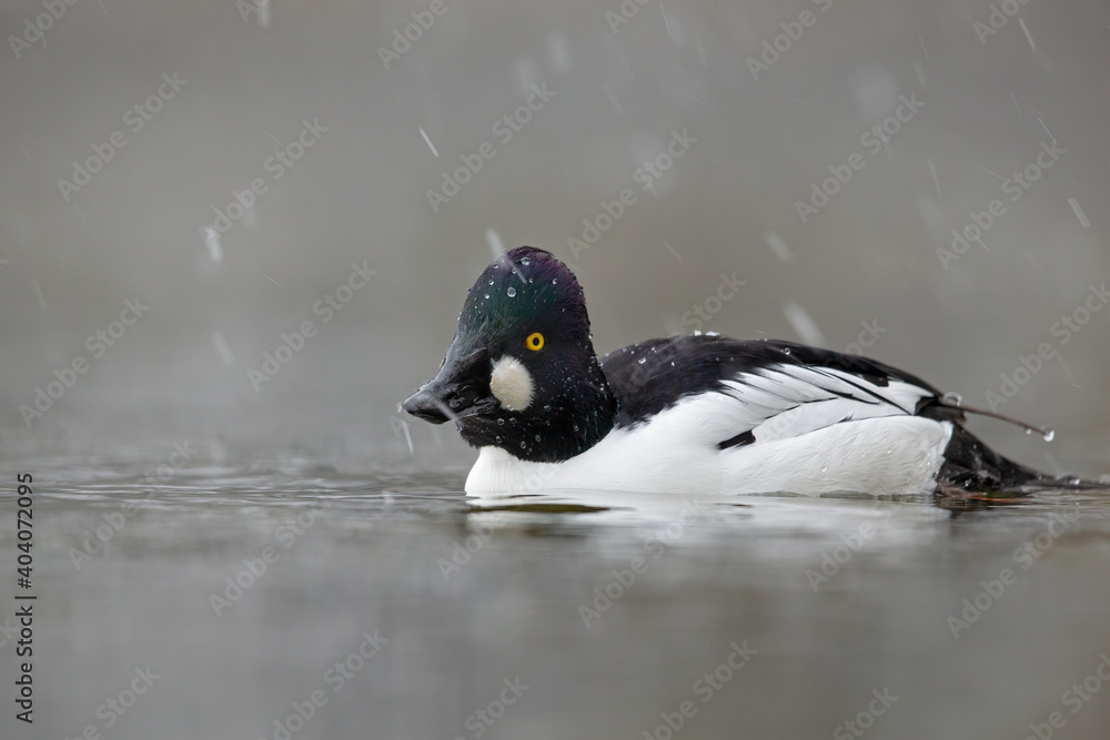 Fototapeta premium A male adult goldeneye (Bucephala clangula) swimming and foraging with snowfall.
