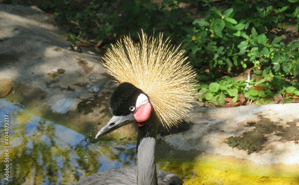 Fototapeta premium East African Grey Crowned Crane in Florida zoological garden, closeup