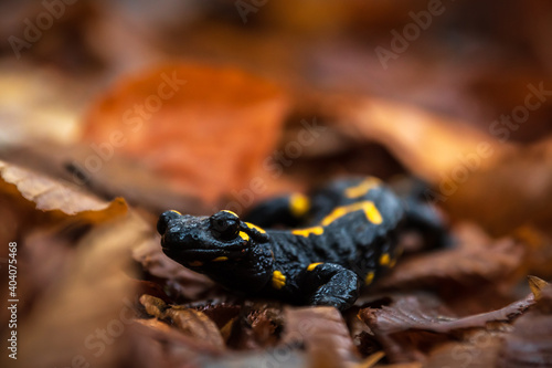 Salamander auf Waldboden von Blättern umgeben