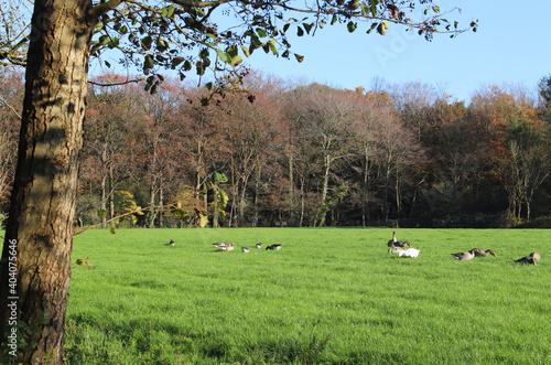 Flock of geese in a green grass field, with trees and bly sky in the back and a tree in left foreground