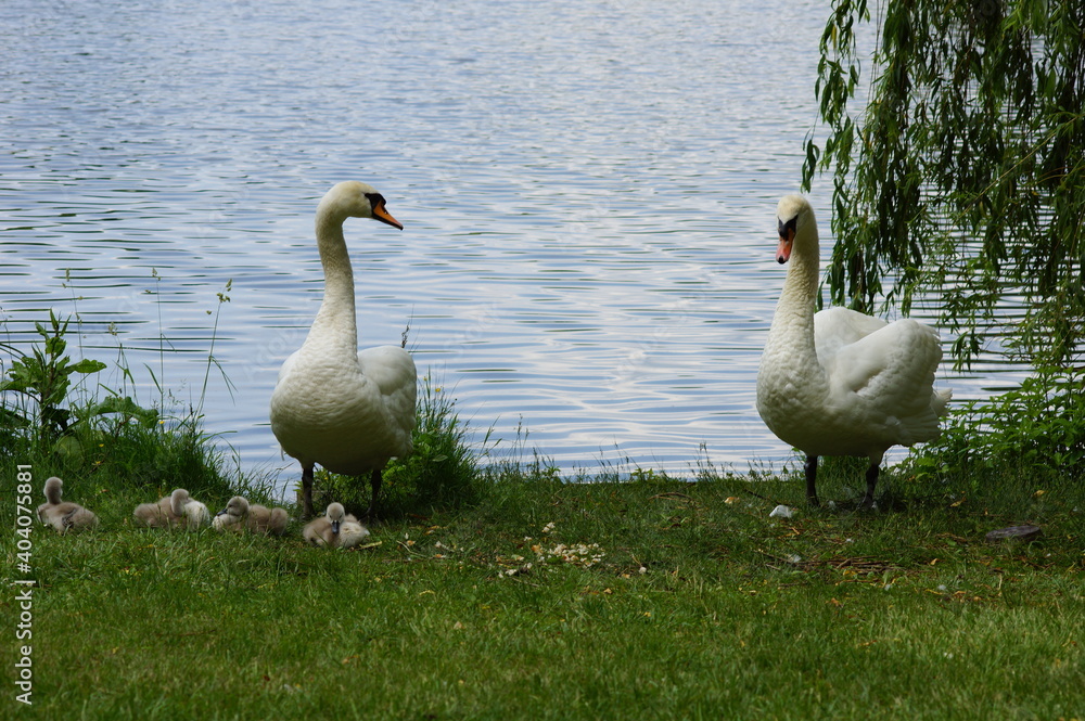 Obraz premium Swan family on a lake.