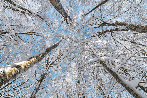 la forest gelata photo