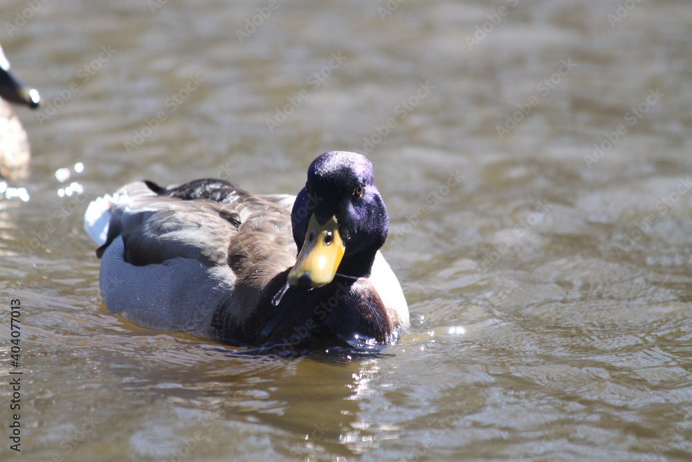 Fototapeta premium Mallard Duck