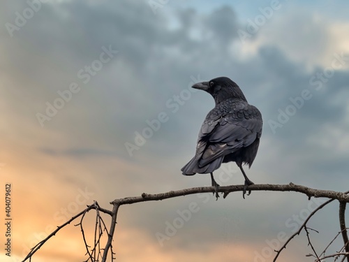crow on a fence