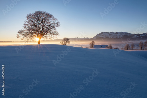 winter sunrise behind a tree with a view of a mountain ranch