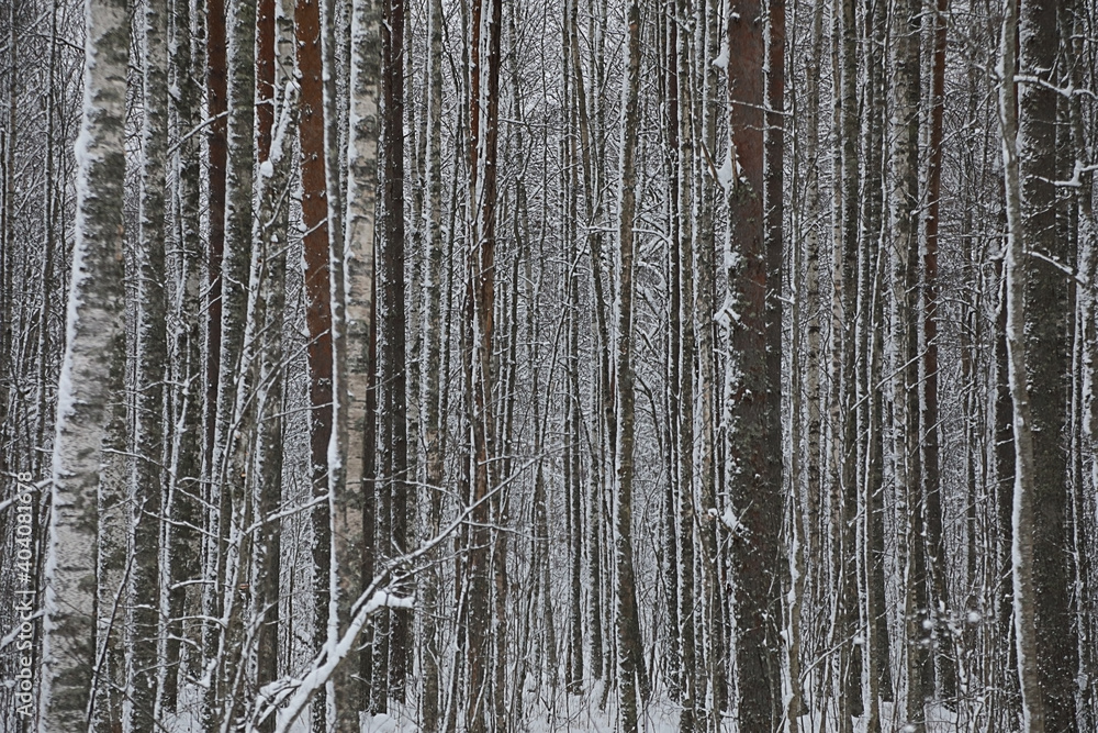 Obraz premium Background of the winter forest
