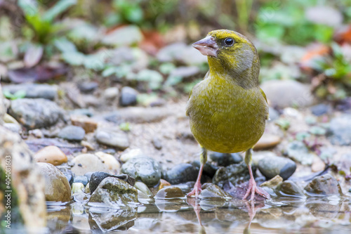 Grünfink (Carduelis chloris) photo