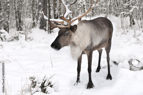 Reindeer in a snow covered forest
