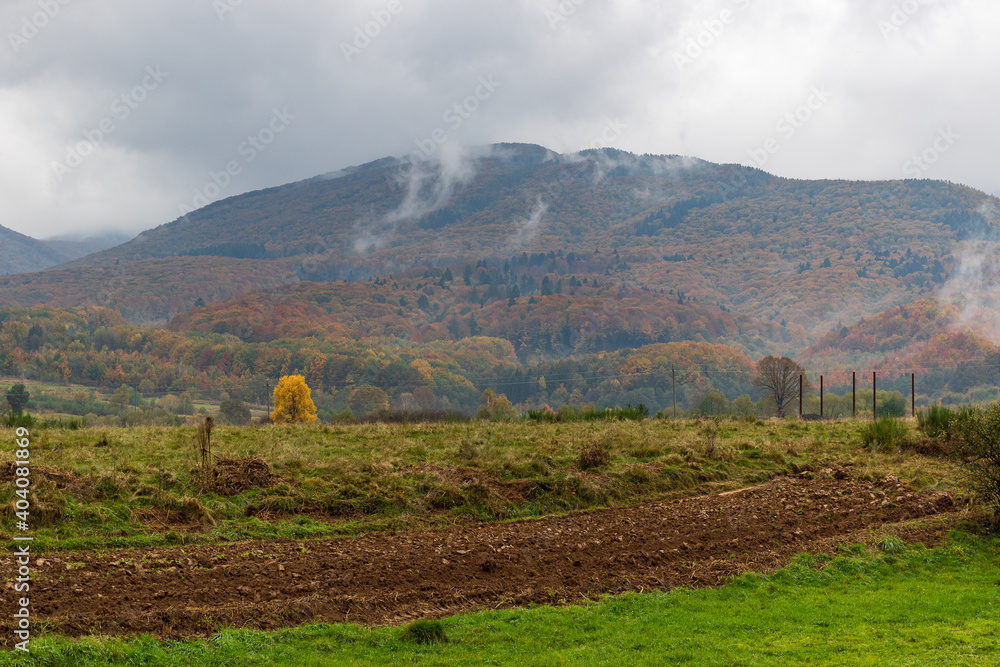 Obraz premium Autumn mountain landscape in the Ukrainian Carpathians - yellow and red trees combined with green needles. Stratus clouds on a foggy day.The mountains are completely overgrown with dense mixed forest.