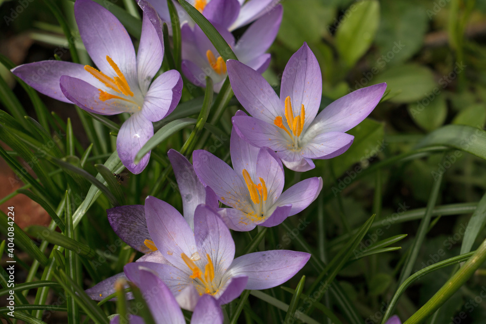 Pale purple crocus flowers, Crocus tommasinianus, Lilac Beauty, showing stigma and stamens, blooming in spring in Britain, close-up Pale purple crocus flowers, Crocus tommasinianus, Lilac Beauty, showing stigma and stamens, blooming in spring in Britain, close-up