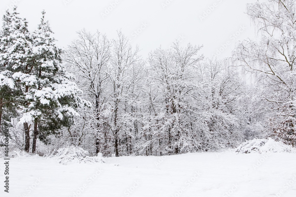 Fototapeta premium Snowy winter landscape with forest in the fog. Foggy winter morning. Winter landscape in the Czech Republic - Europe.