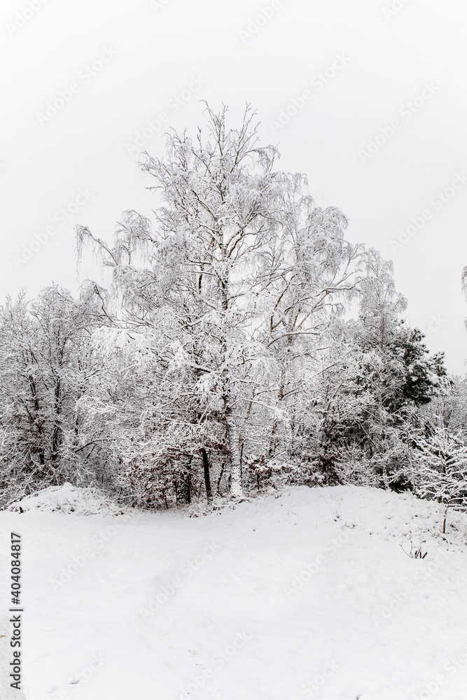 Fototapeta premium Snowy winter landscape with forest in the fog. Foggy winter morning. Winter landscape in the Czech Republic - Europe.