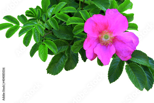 Flower and branch of pink dog rose