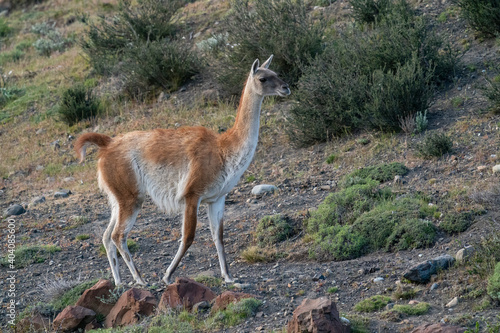 The guanaco  Lama guanicoe 