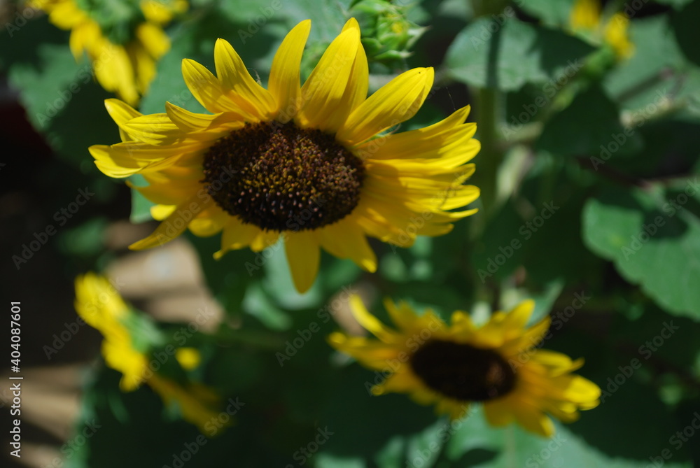 Obraz premium Sunflower in the garden