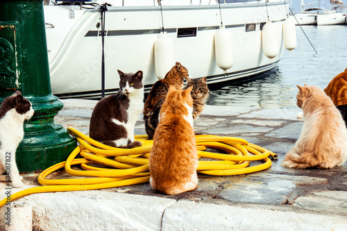 Cats at the pier. Hydra island, Greece.  © Anastasia Prisunko