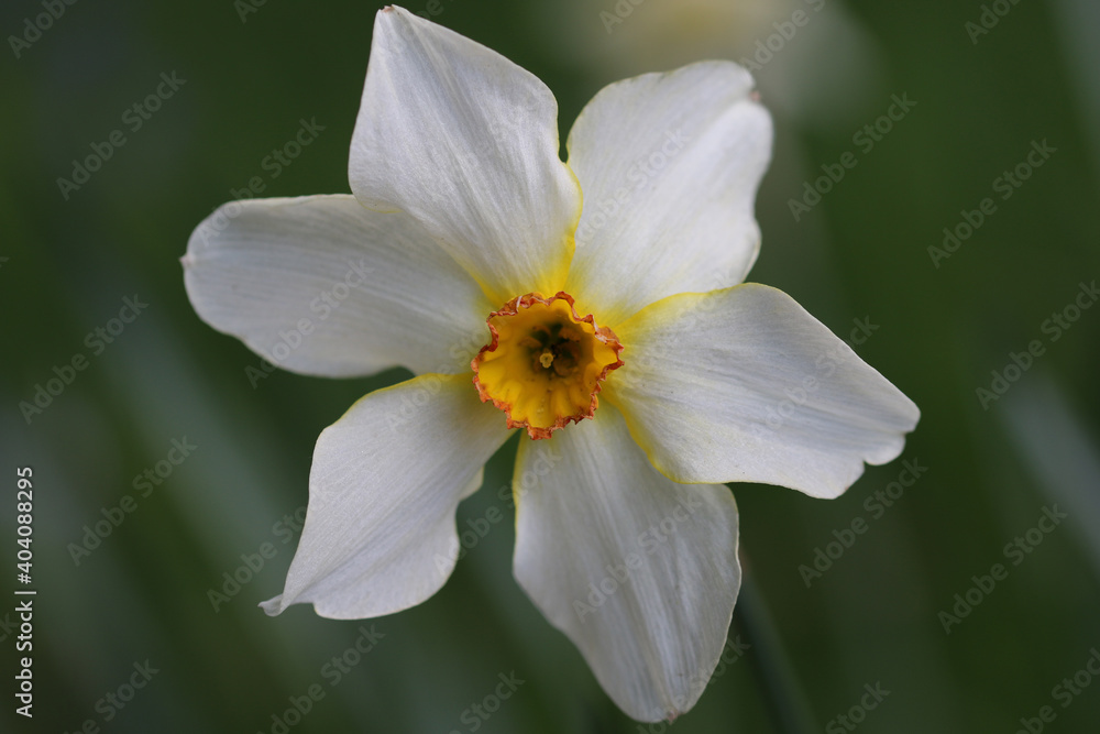 White daffodil with orange centre White daffodil with orange centre