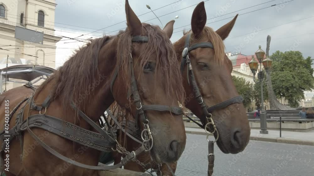 Close-up two brown horses stand in harness for tourists riding in the city. Exploiting animals for fun Close-up two brown horses stand in harness for tourists riding in the city. Exploiting animals for fun