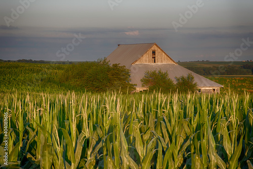Barn at sunset with corn in midwest