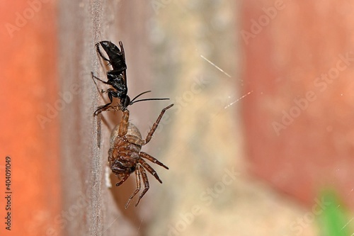 Czarna błonkówka (Anoplius cf. nigerrimus) zaciąga sparaliżowanego pająka z rodzaju Trochosa do gniazda