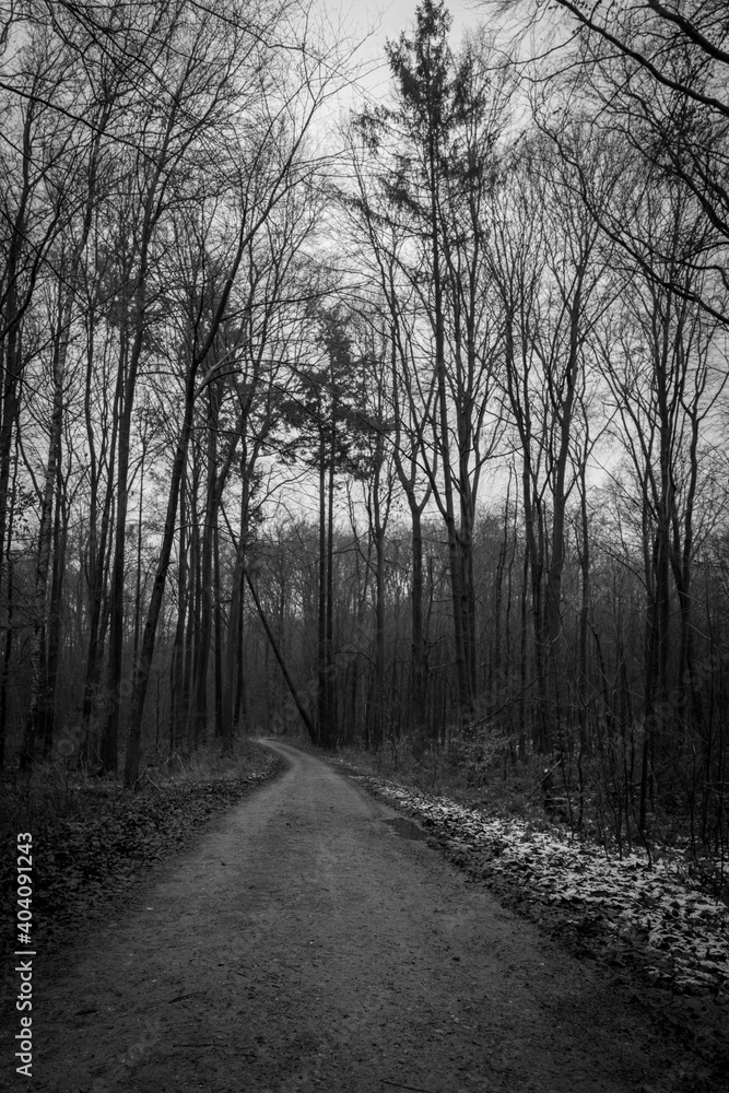 a hiking trail leads through a forest and on the edge there is some snow a hiking trail leads through a forest and on the edge there is some snow