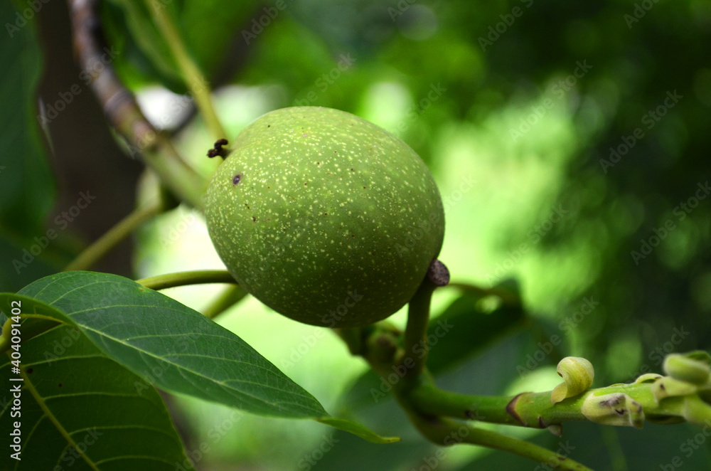 Green walnut fruit on a tree branch Green walnut fruit on a tree branch
