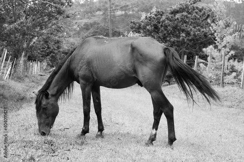 black and white  bad shape horse © Pablo