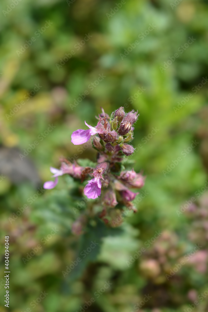Common germander Common germander