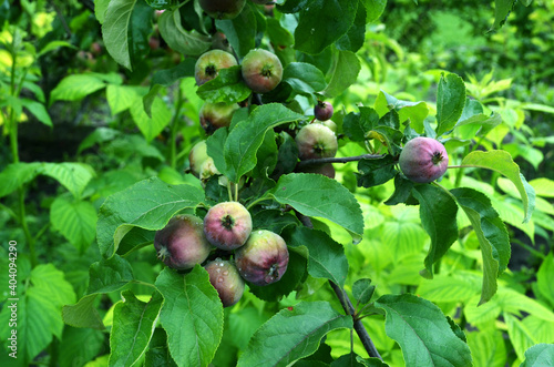 green unripe apples hang on a tree branch, apple harvest, summer green background