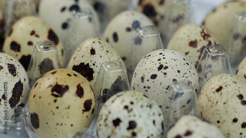 Fresh quail eggs rotating in a circle, white background, and space for text.