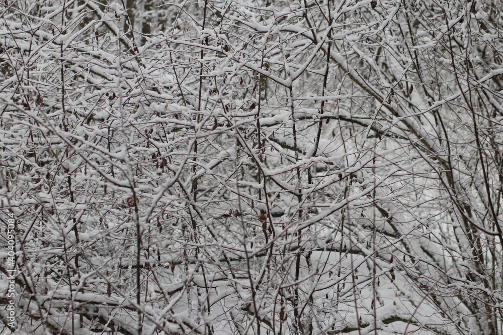 A snow covered a forest A snow covered a forest
