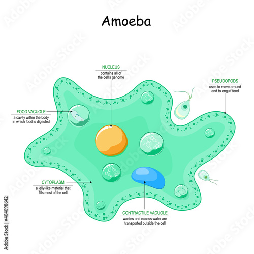 Amoeba anatomy. unicellular animal